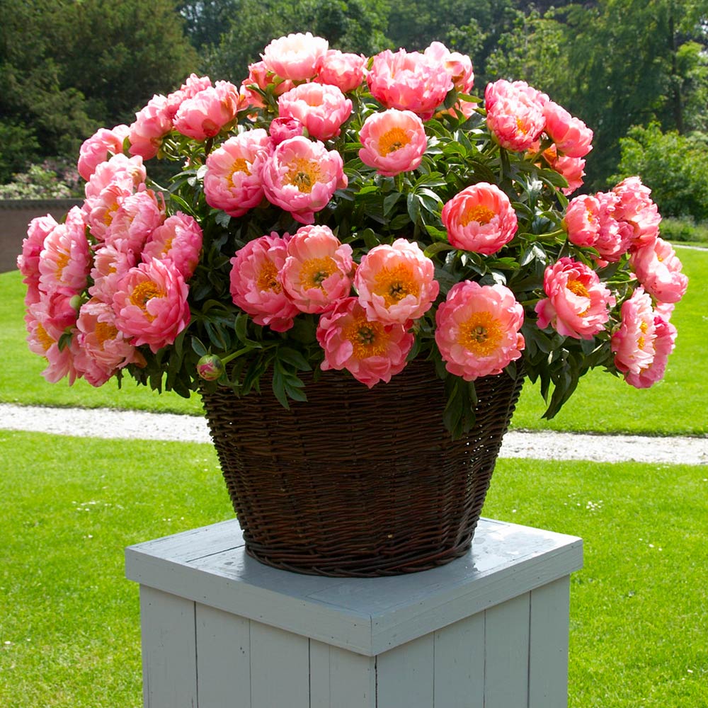 Coral Charm Peony Plant 5 Coral Charm Peony Plant