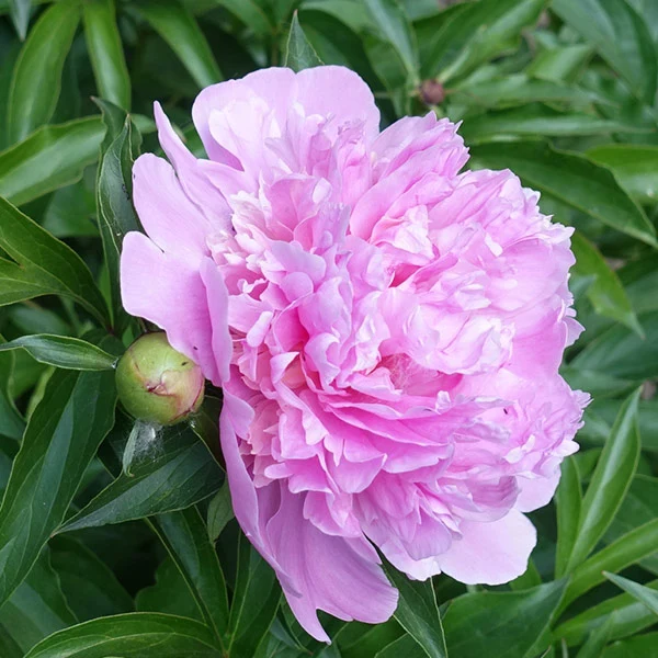 Mr. Ed Peony Plant 1 Mr. Ed Peony Plant