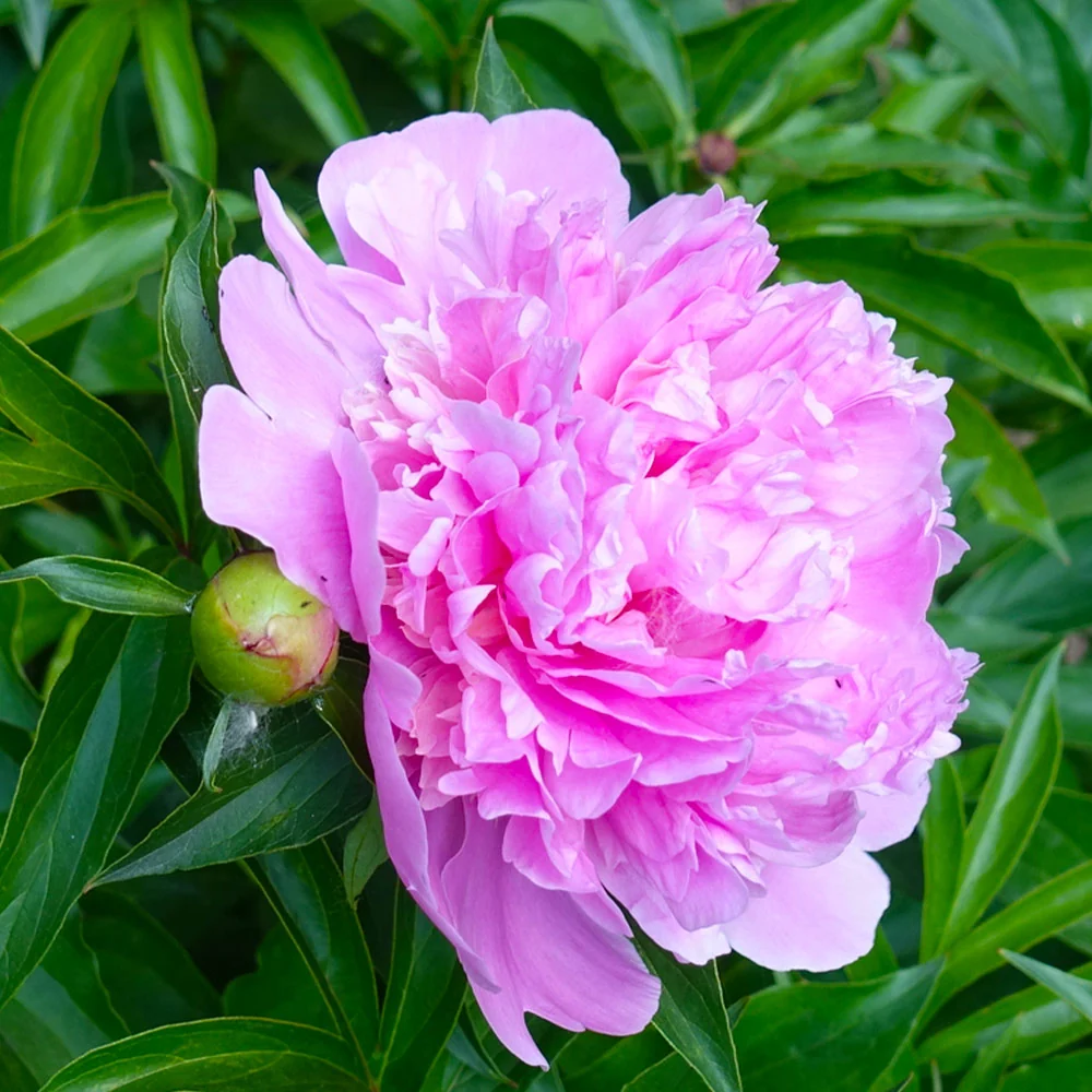 Mr. Ed Peony Plant 2 Mr. Ed Peony Plant
