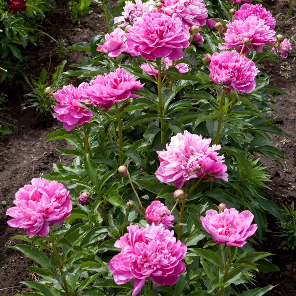 Mr. Ed Peony Plant 3 Mr. Ed Peony Plant