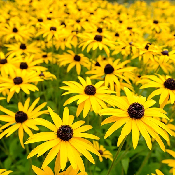 Goldsturm Black-Eyed Susan Plant