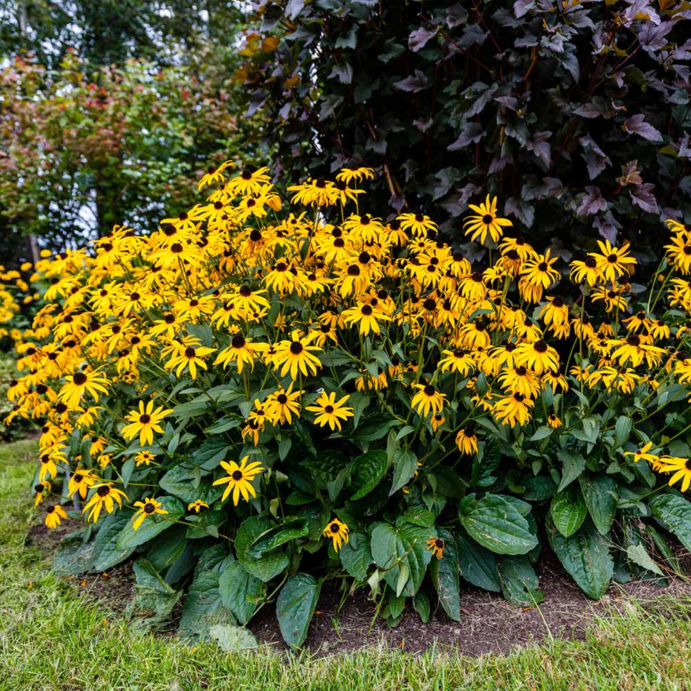 Goldsturm Black-Eyed Susan Plant 3 Goldsturm Black-Eyed Susan Plant