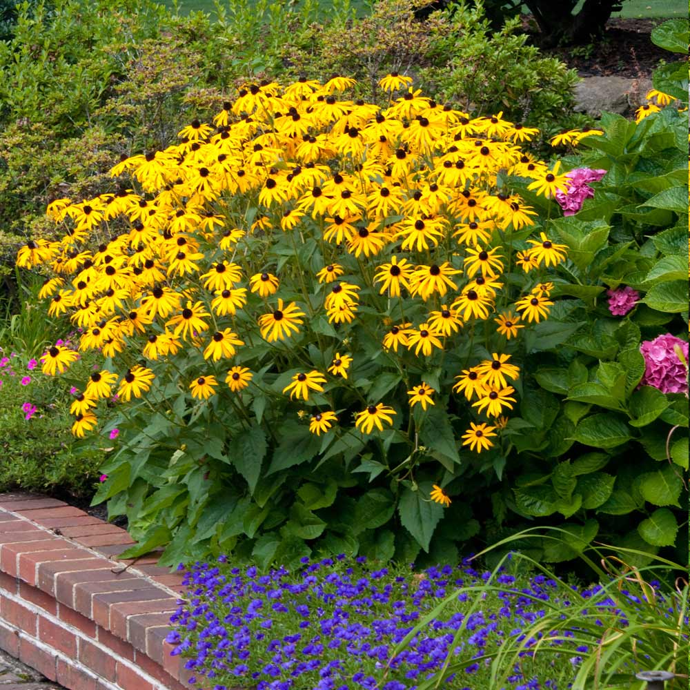 Goldsturm Black-Eyed Susan Plant 4 Goldsturm Black-Eyed Susan Plant