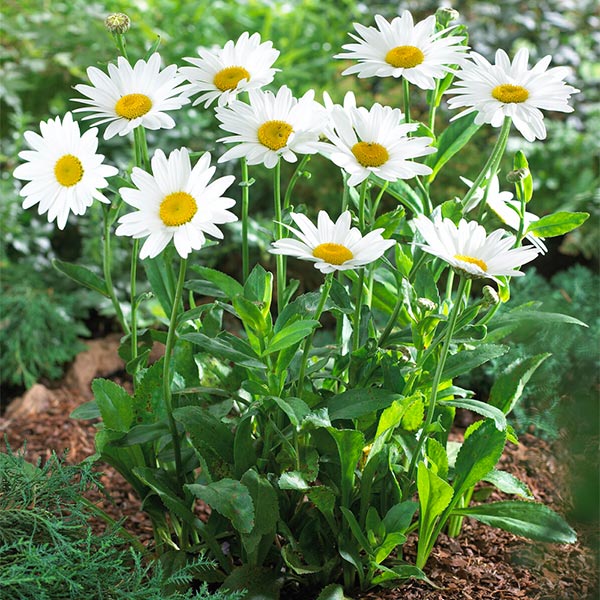 Becky Shasta Daisy Plant