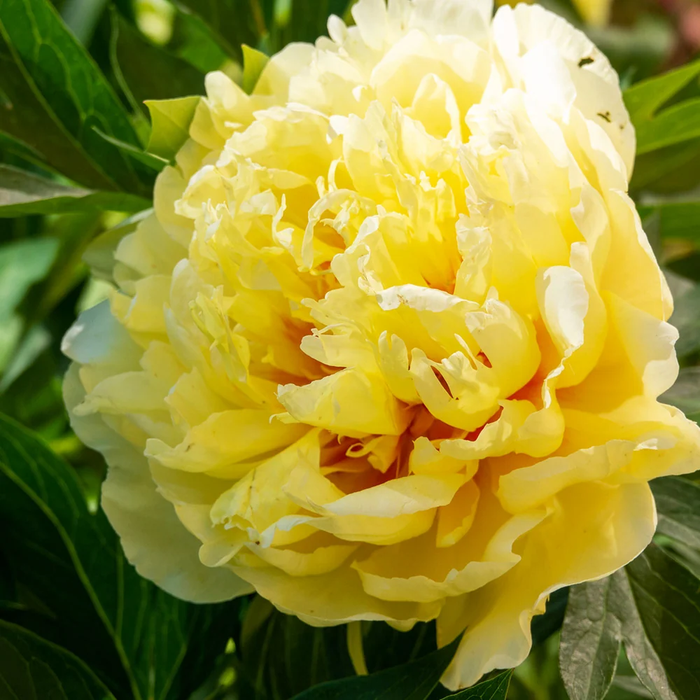 Bartzella Peony Plant