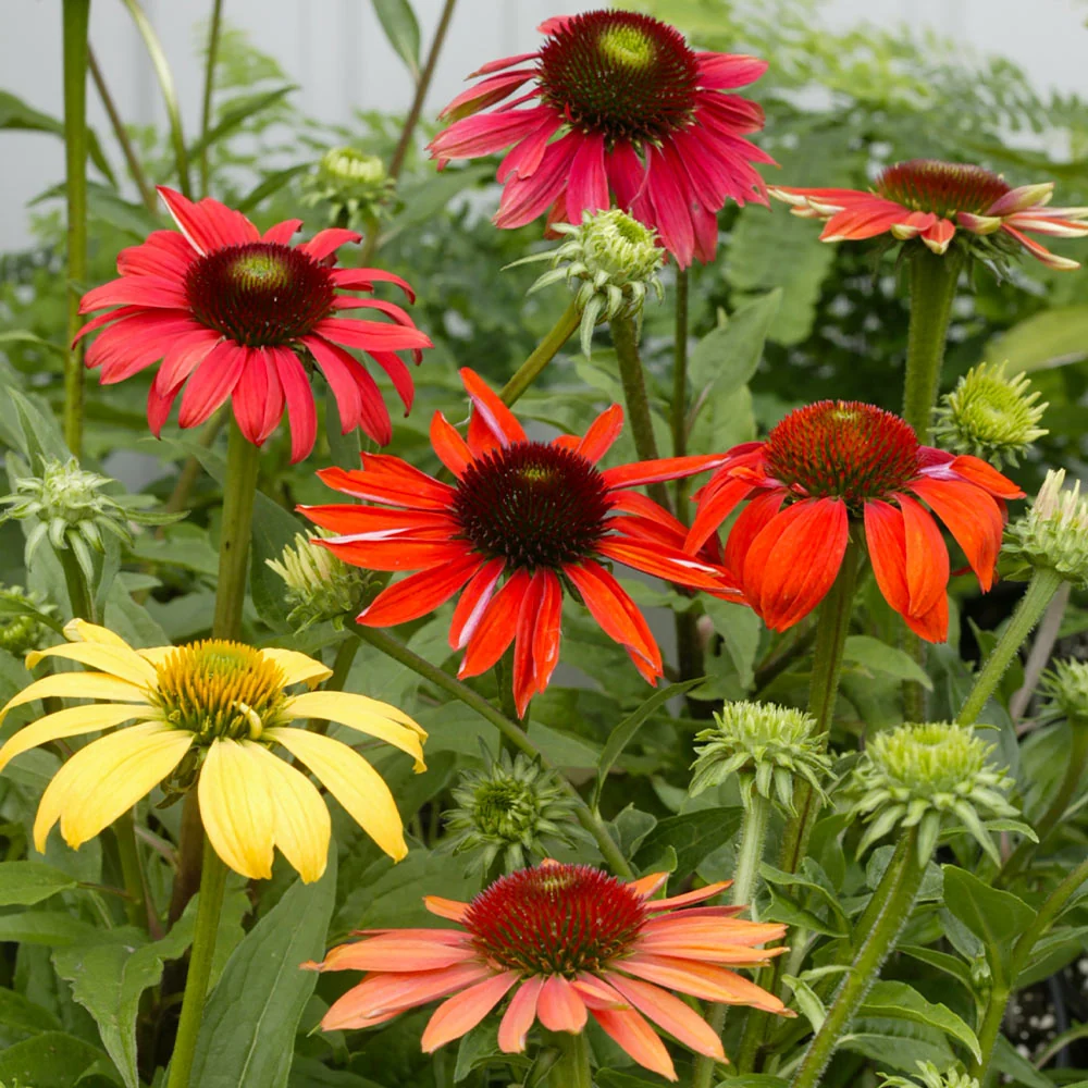 Cheyenne Spirit Echinacea (Coneflower) Plant 2 Cheyenne Spirit Echinacea (Coneflower) Plant