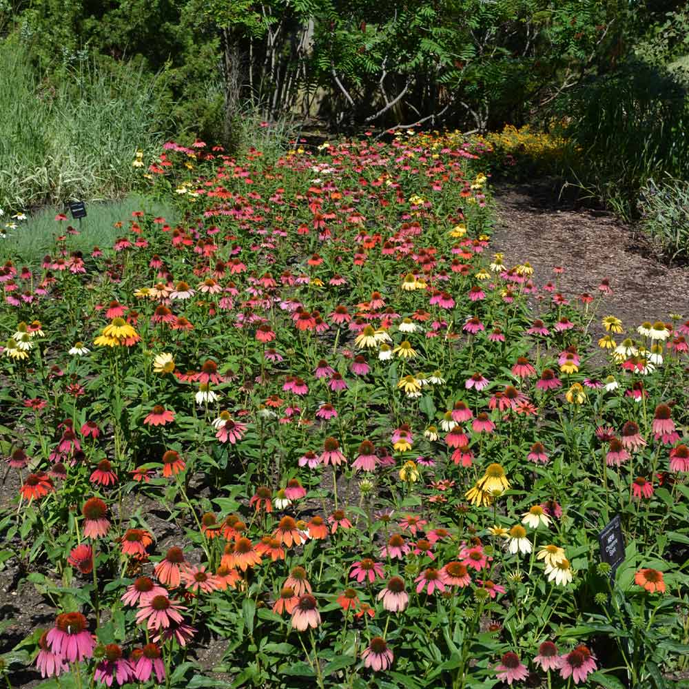 Cheyenne Spirit Echinacea (Coneflower) Plant 3 Cheyenne Spirit Echinacea (Coneflower) Plant