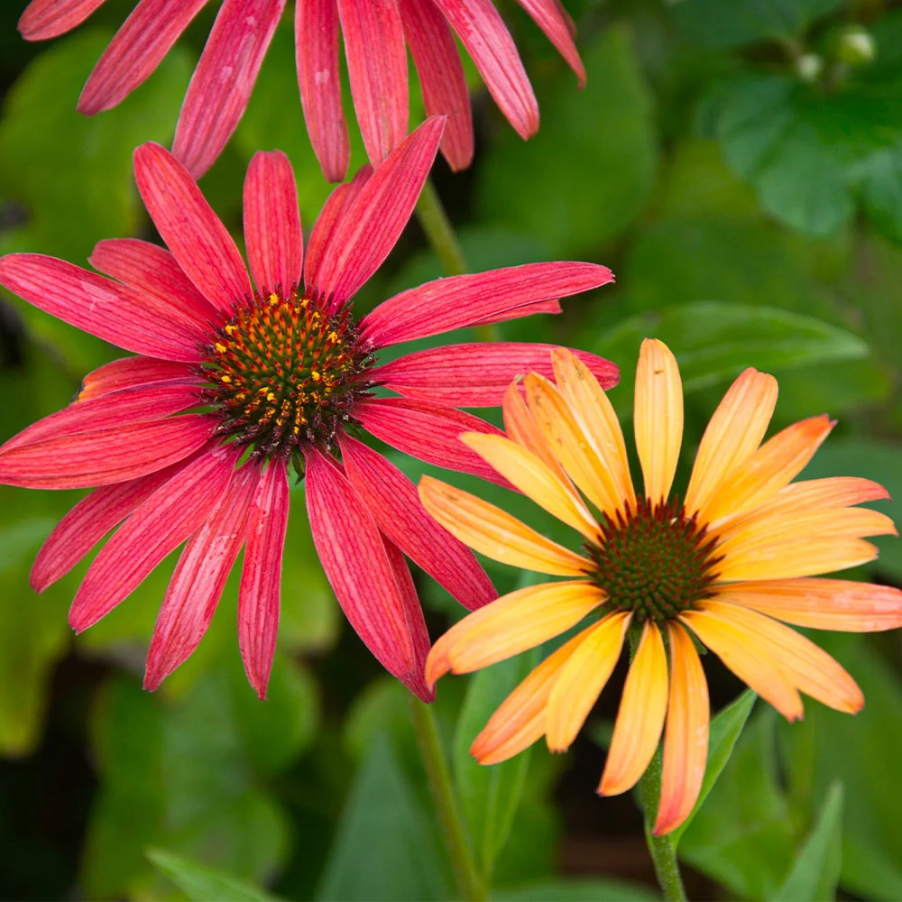 Cheyenne Spirit Echinacea (Coneflower) Plant 4 Cheyenne Spirit Echinacea (Coneflower) Plant