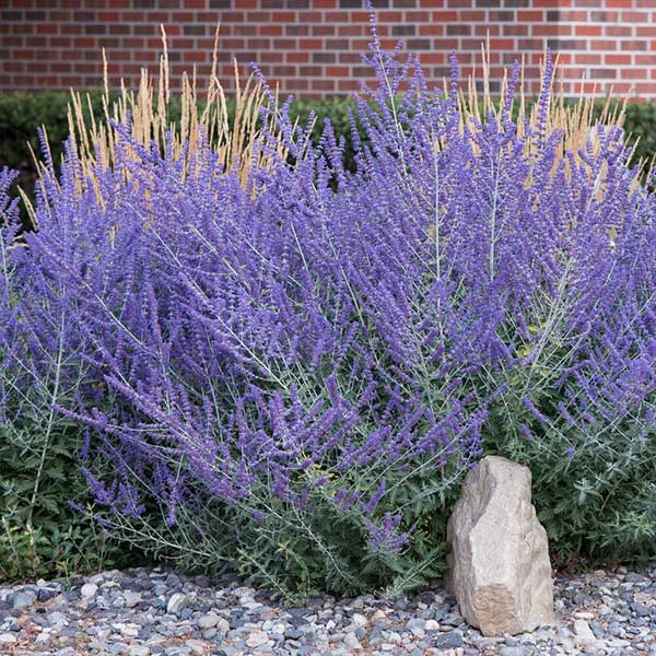 Russian Sage Plant