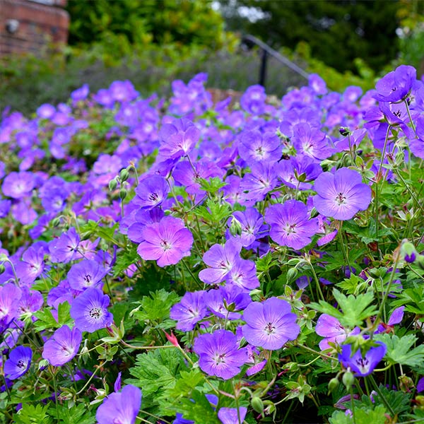 Geranium Rozanne Plant 1 Geranium Rozanne Plant