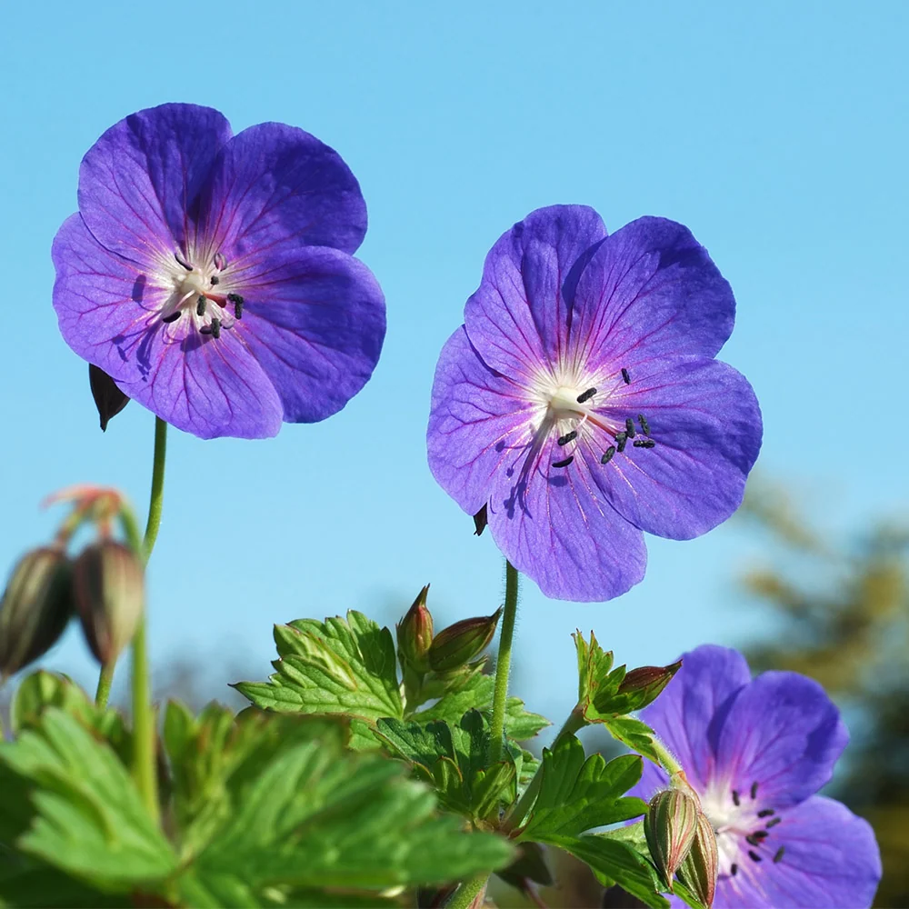 Geranium Rozanne Plant 3 Geranium Rozanne Plant
