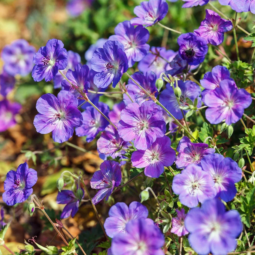 Geranium Rozanne Plant 4 Geranium Rozanne Plant