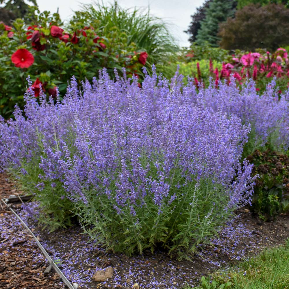 Proven Winners® Denim 'n Lace Russian Sage Plant 2 Proven Winners® Denim 'n Lace Russian Sage Plant