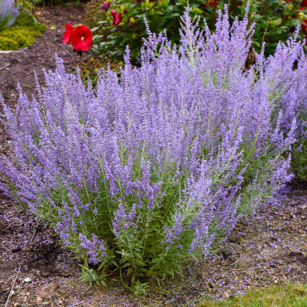 Proven Winners® Denim 'n Lace Russian Sage Plant 3 Proven Winners® Denim 'n Lace Russian Sage Plant