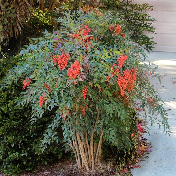Heavenly Bamboo Nandina Shrub 1 Heavenly Bamboo Nandina Shrub