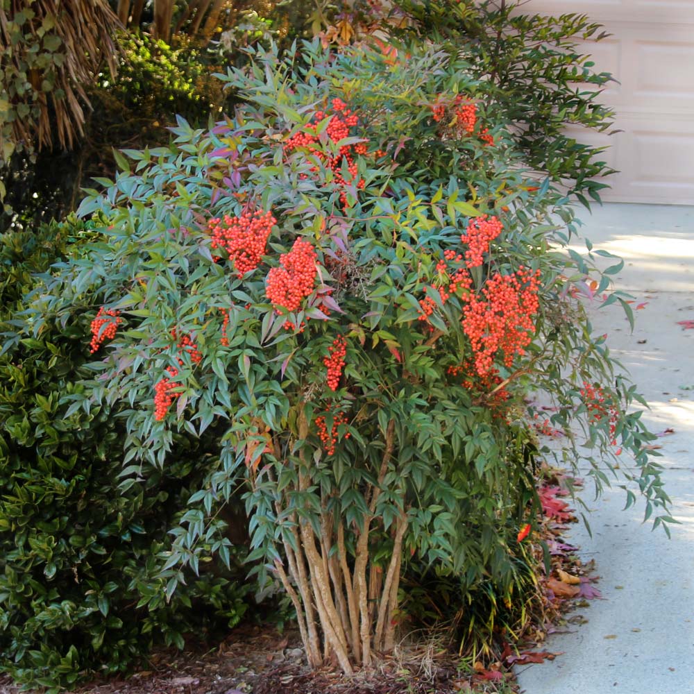 Heavenly Bamboo Nandina Shrub 2 Heavenly Bamboo Nandina Shrub
