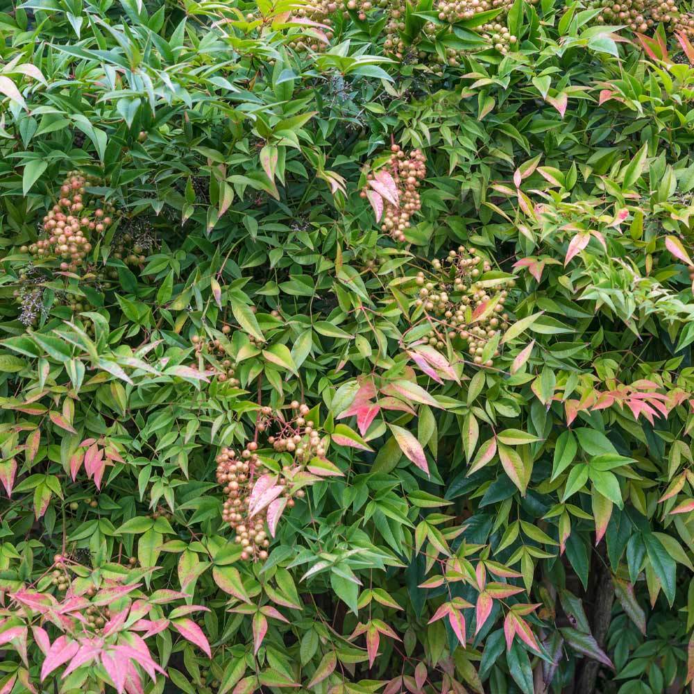 Heavenly Bamboo Nandina Shrub 3 Heavenly Bamboo Nandina Shrub
