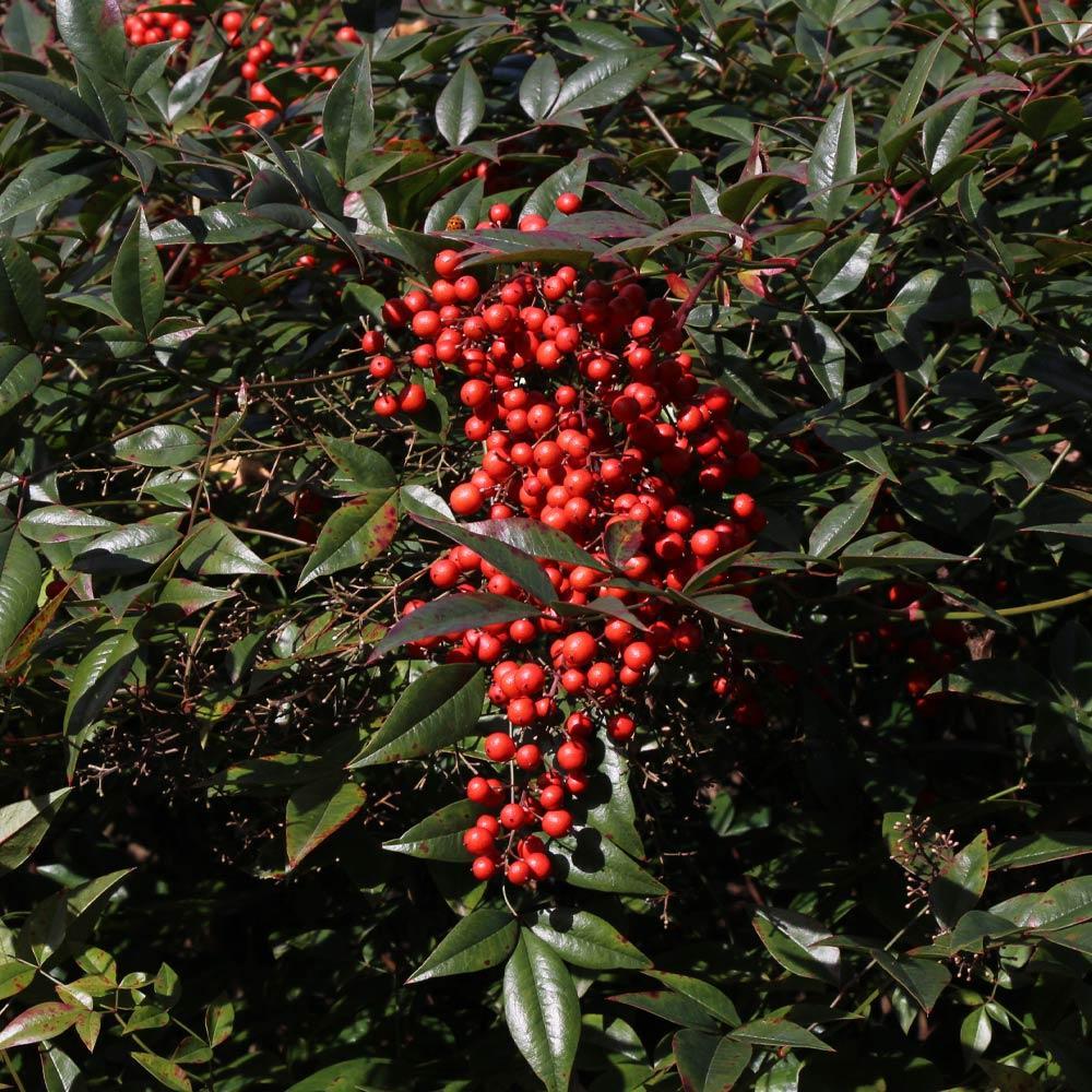 Heavenly Bamboo Nandina Shrub 4 Heavenly Bamboo Nandina Shrub