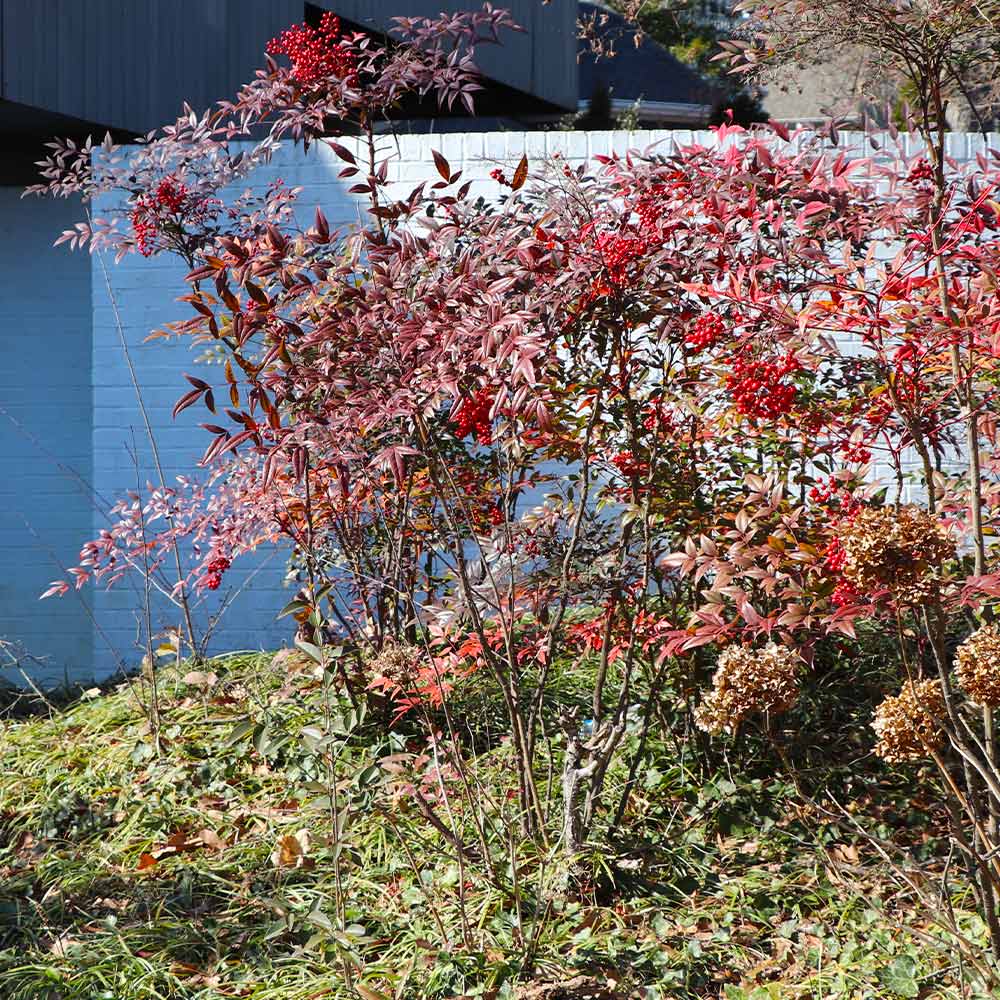Heavenly Bamboo Nandina Shrub 5 Heavenly Bamboo Nandina Shrub