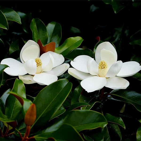 Edith Bogue Magnolia Tree