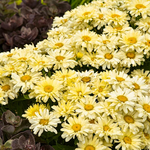 Amazing Daisies® ‘Banana Cream II’ Shasta Daisy Plant