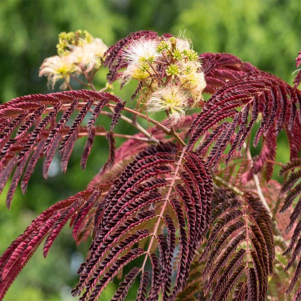 Chocolate Fountain™ Weeping Mimosa Tree