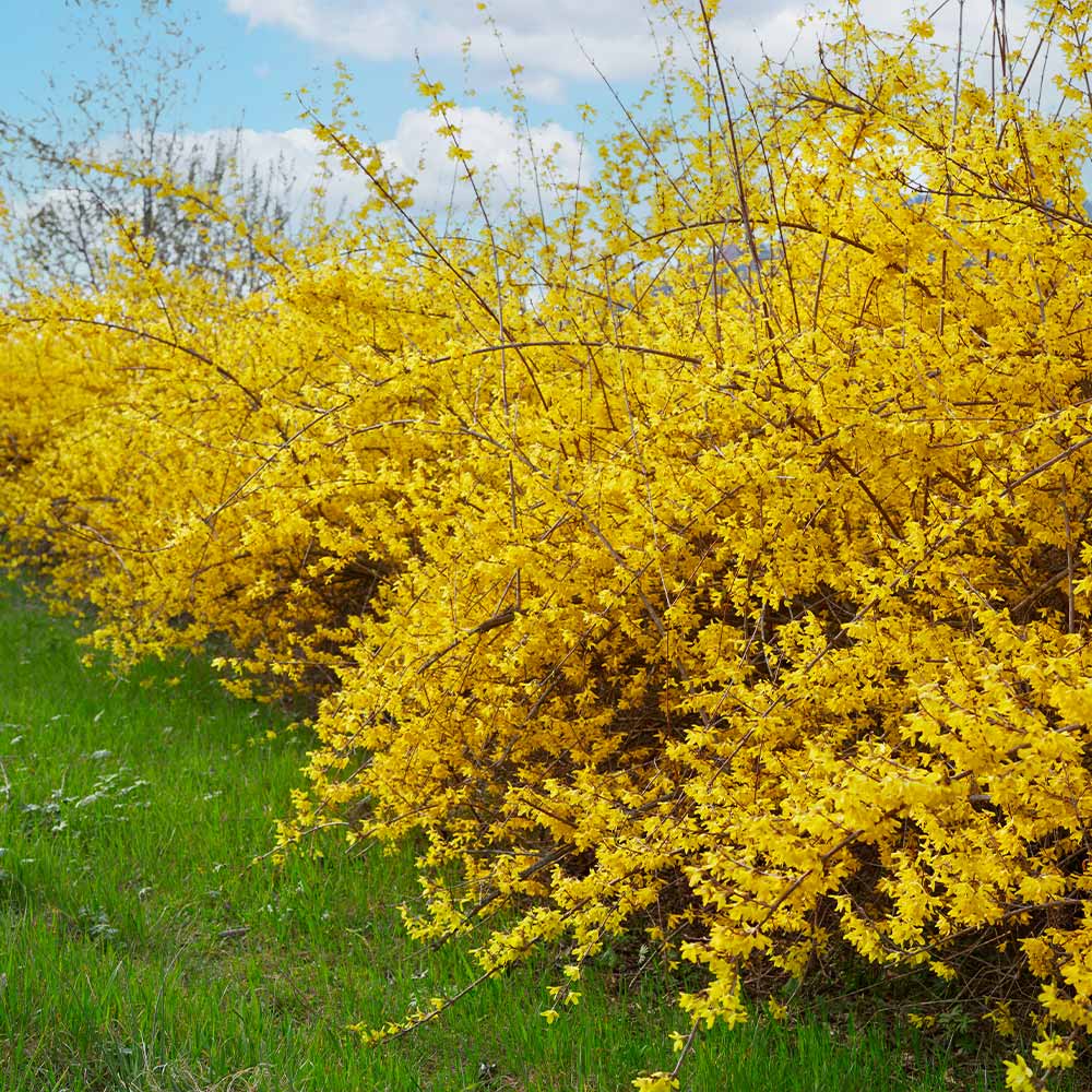 Northern Gold Forsythia Shrub