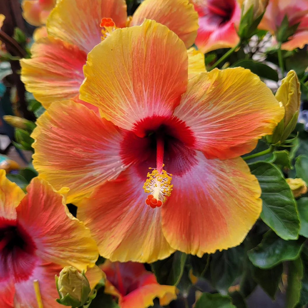 Fiesta Hibiscus Shrub