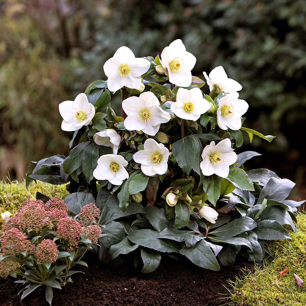 Ice N’ Roses® White Hellebore Plant 2 Ice N’ Roses® White Hellebore Plant