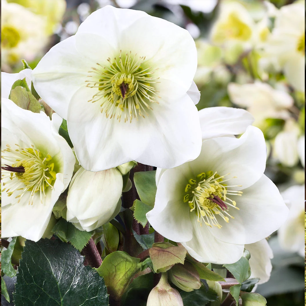 Ice N’ Roses® White Hellebore Plant 3 Ice N’ Roses® White Hellebore Plant