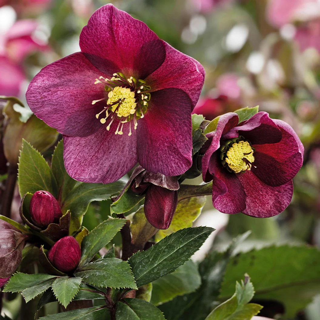 Ice N’ Roses® Red Hellebore Plant