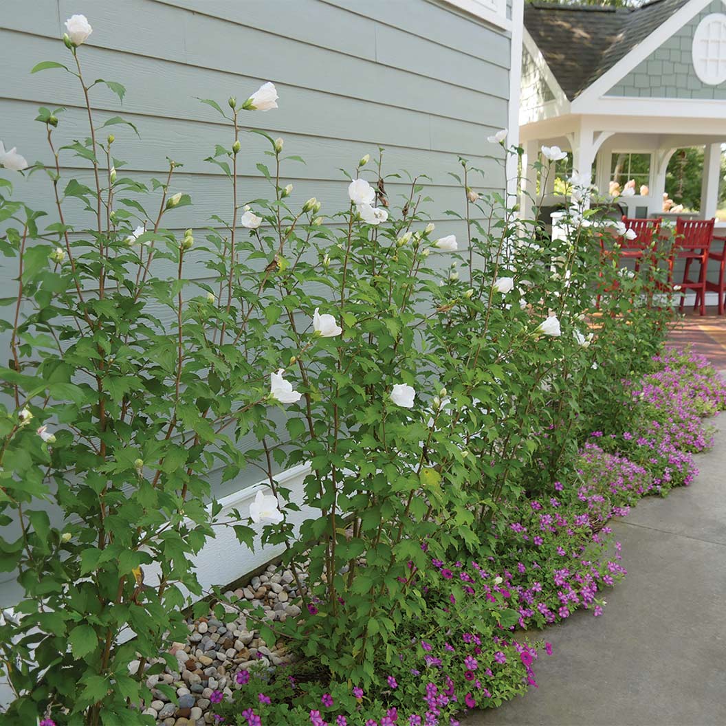Proven Winners® White Pillar® Rose of Sharon Althea Shrub