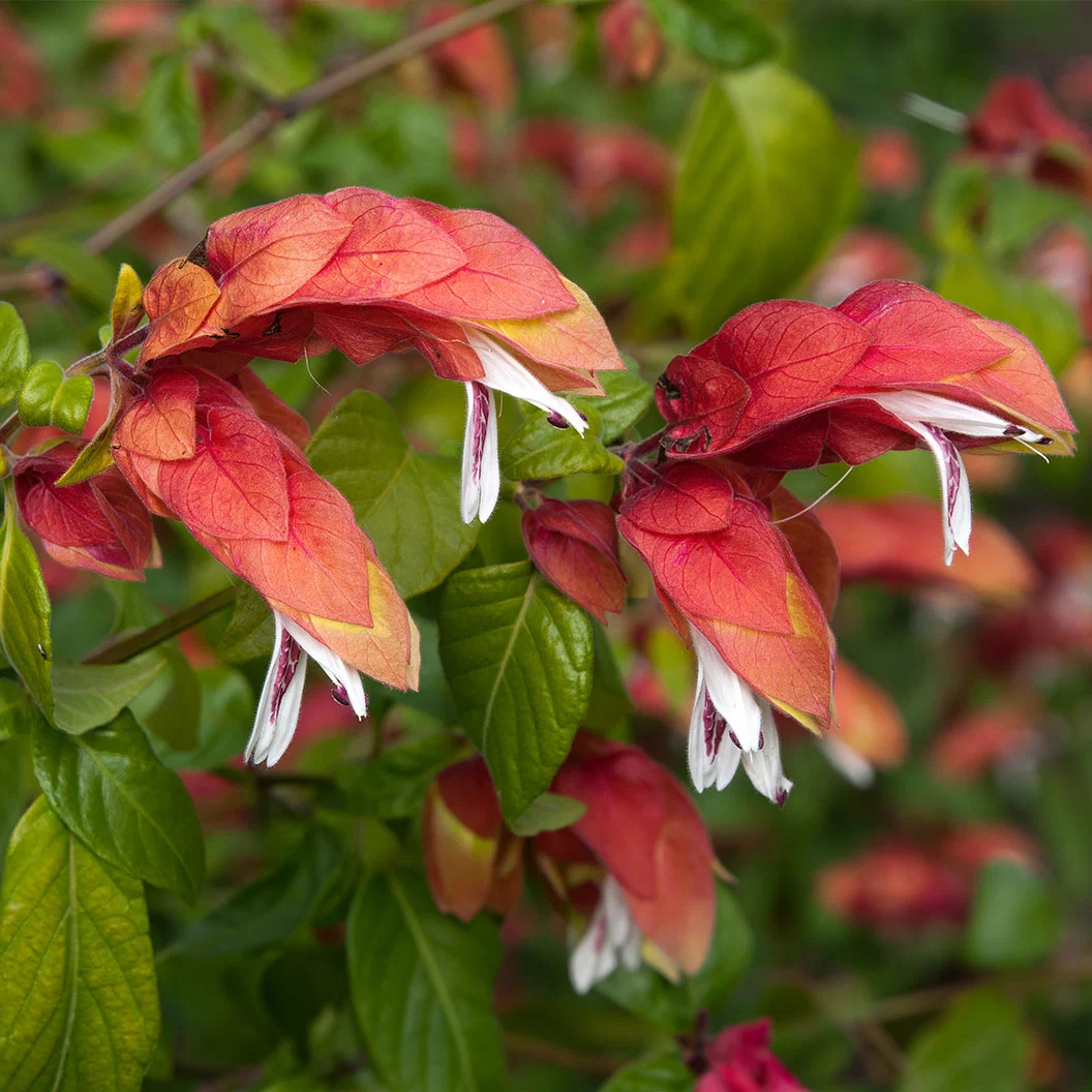 Shrimp Plant 2 Shrimp Plant