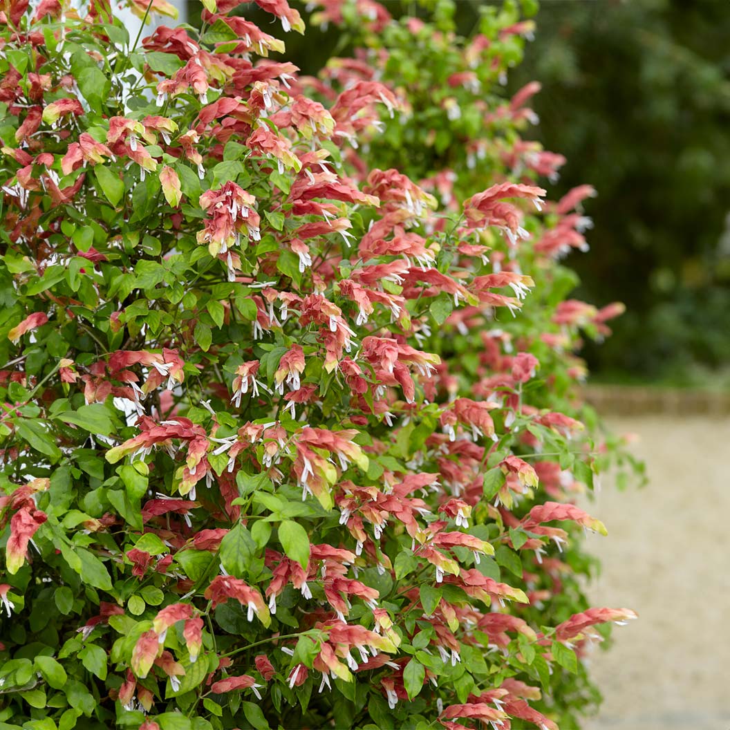 Shrimp Plant 3 Shrimp Plant