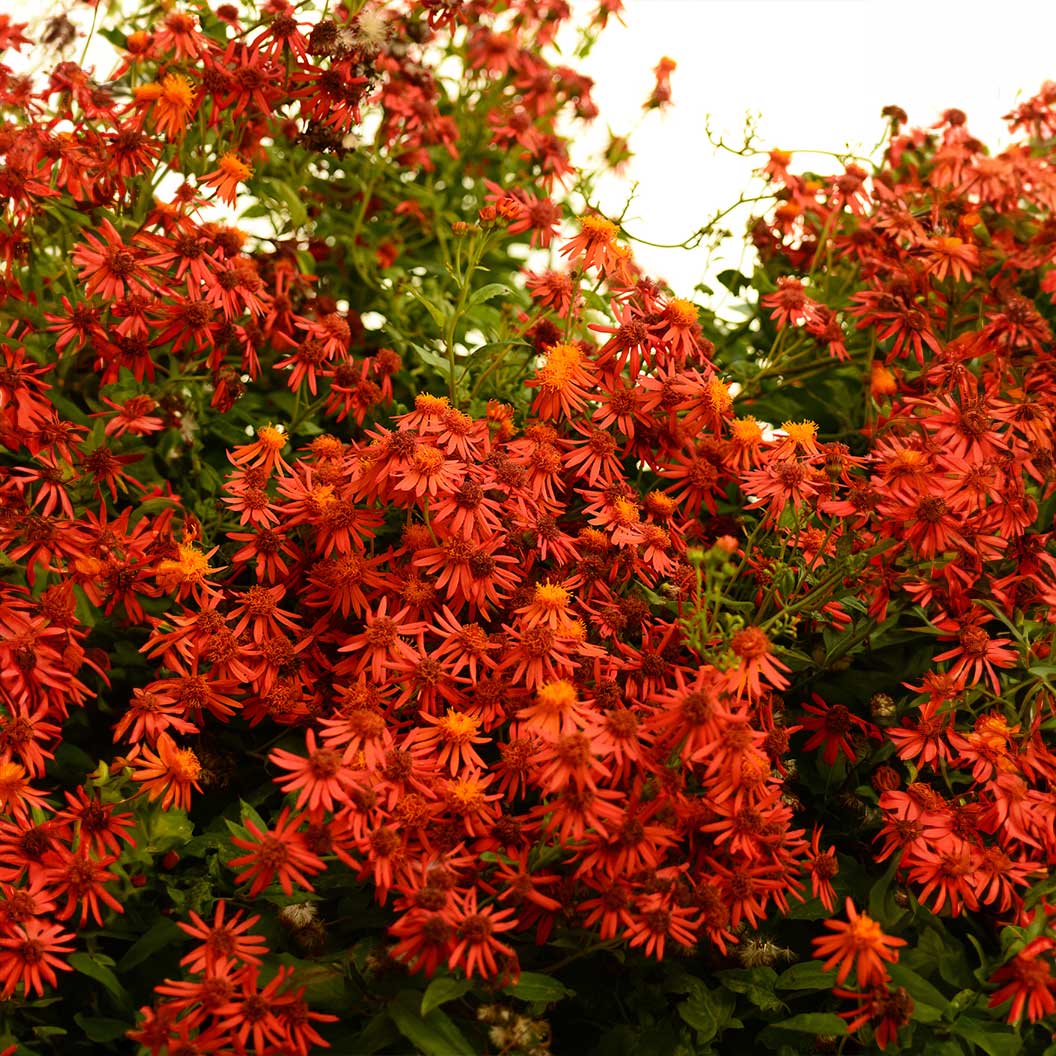 Mexican Flame Vine 1 Mexican Flame Vine