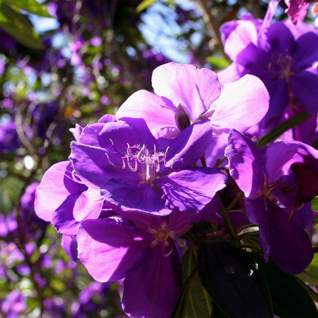 Tibouchina Princess Flower Shrub