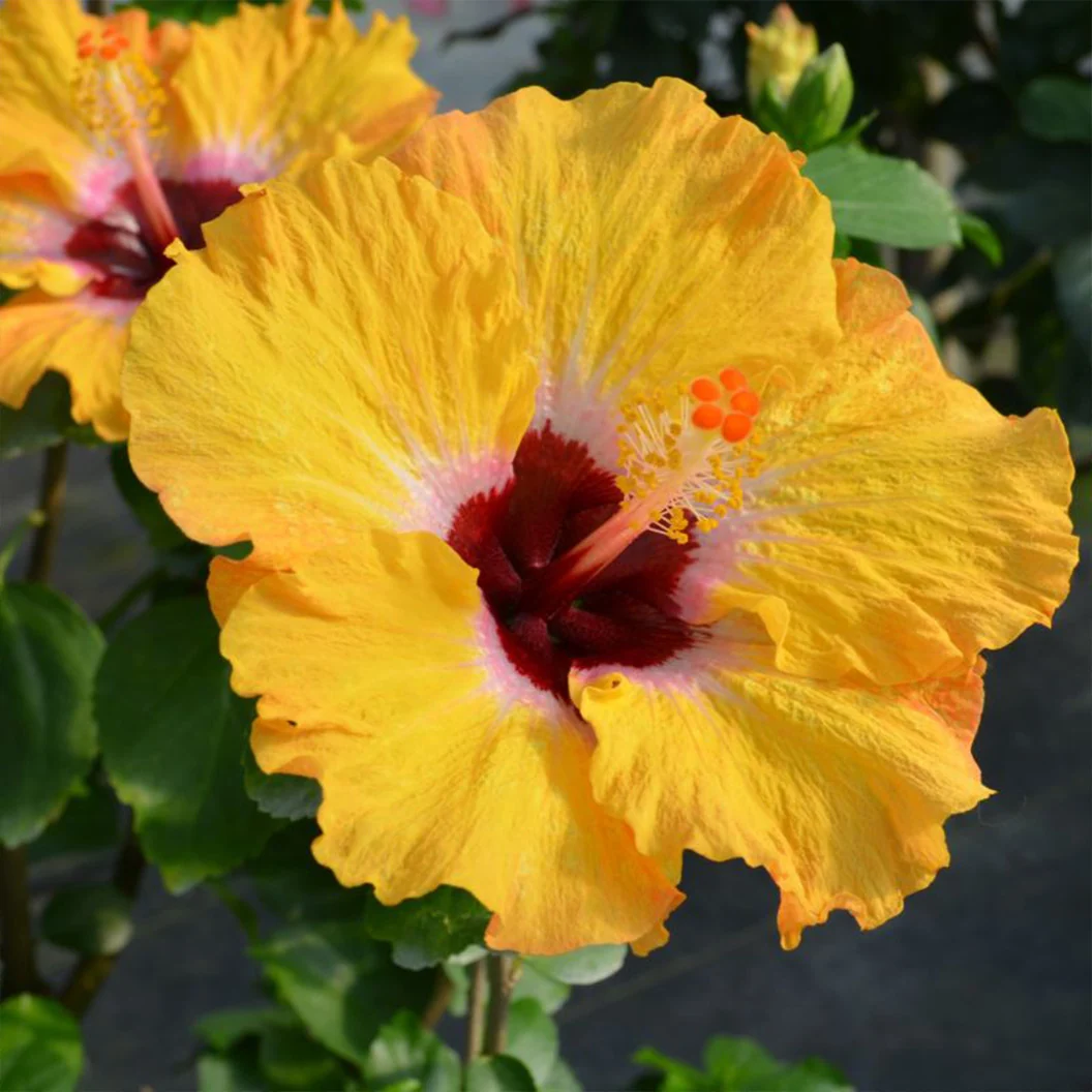 Proven Winners® Golden Globe™ Hollywood® Hibiscus Shrub 1 Proven Winners® Golden Globe™ Hollywood® Hibiscus Shrub