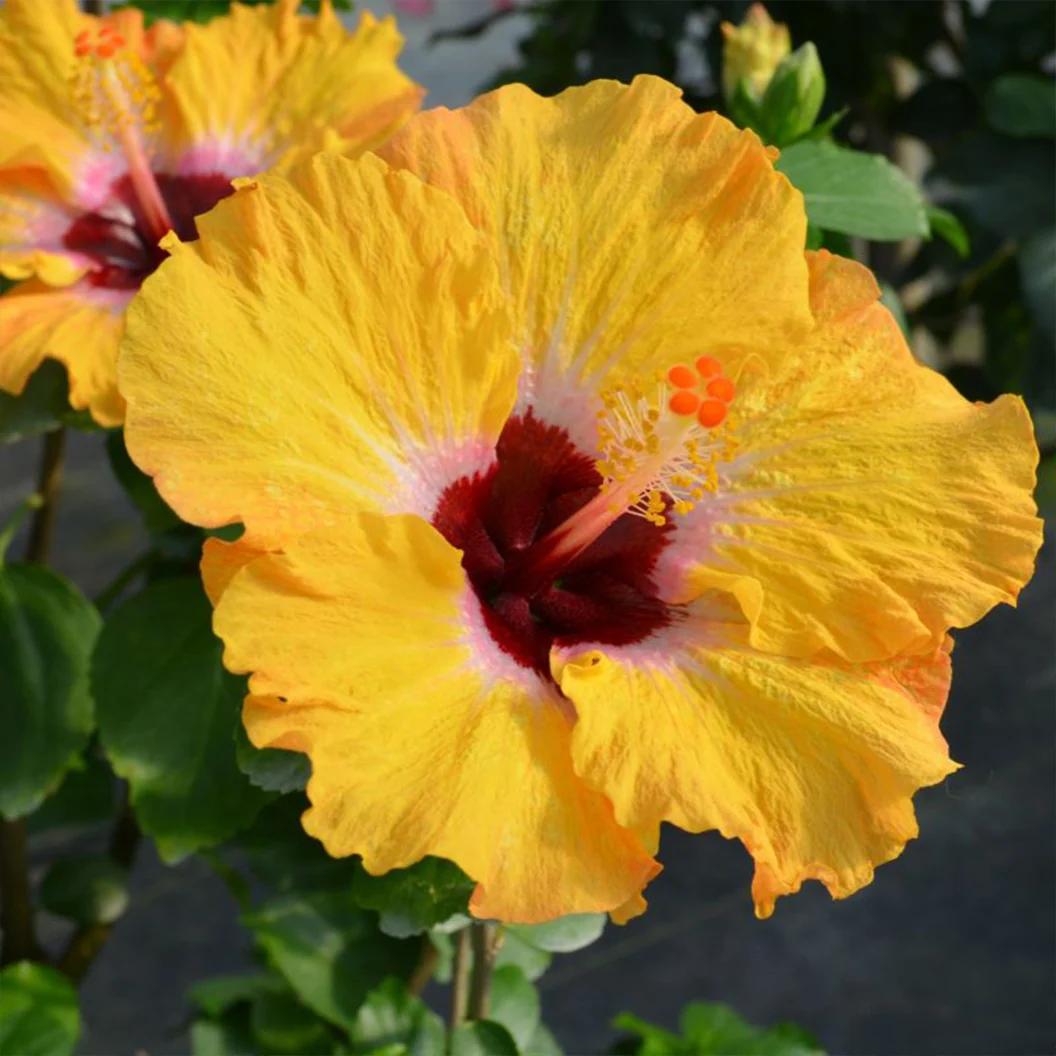 Proven Winners® Golden Globe™ Hollywood® Hibiscus Shrub 2 Proven Winners® Golden Globe™ Hollywood® Hibiscus Shrub