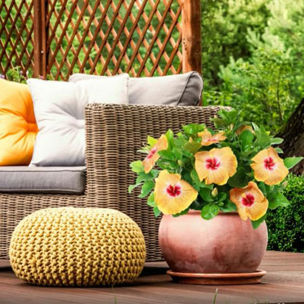 Proven Winners® Golden Globe™ Hollywood® Hibiscus Shrub 3 Proven Winners® Golden Globe™ Hollywood® Hibiscus Shrub