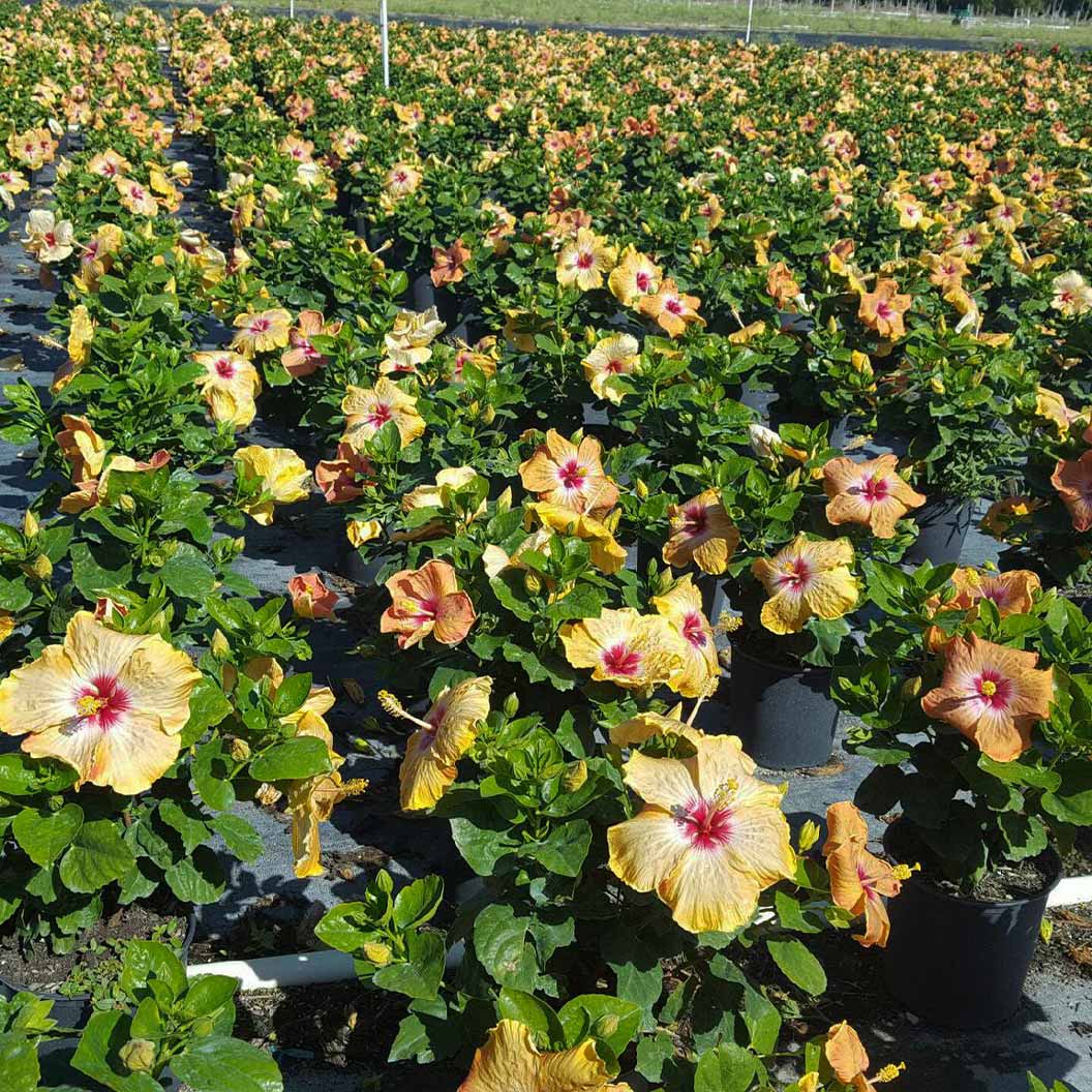 Proven Winners® Golden Globe™ Hollywood® Hibiscus Shrub 4 Proven Winners® Golden Globe™ Hollywood® Hibiscus Shrub