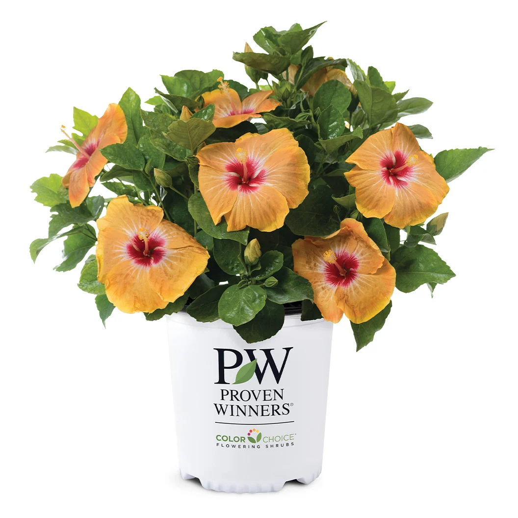 Proven Winners® Golden Globe™ Hollywood® Hibiscus Shrub 5 Proven Winners® Golden Globe™ Hollywood® Hibiscus Shrub