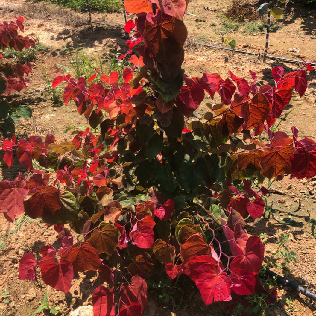 Hearts A'Fire™ Redbud Tree 2 Hearts A'Fire™ Redbud Tree