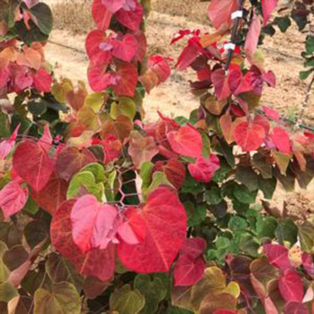 Hearts A'Fire™ Redbud Tree 4 Hearts A'Fire™ Redbud Tree