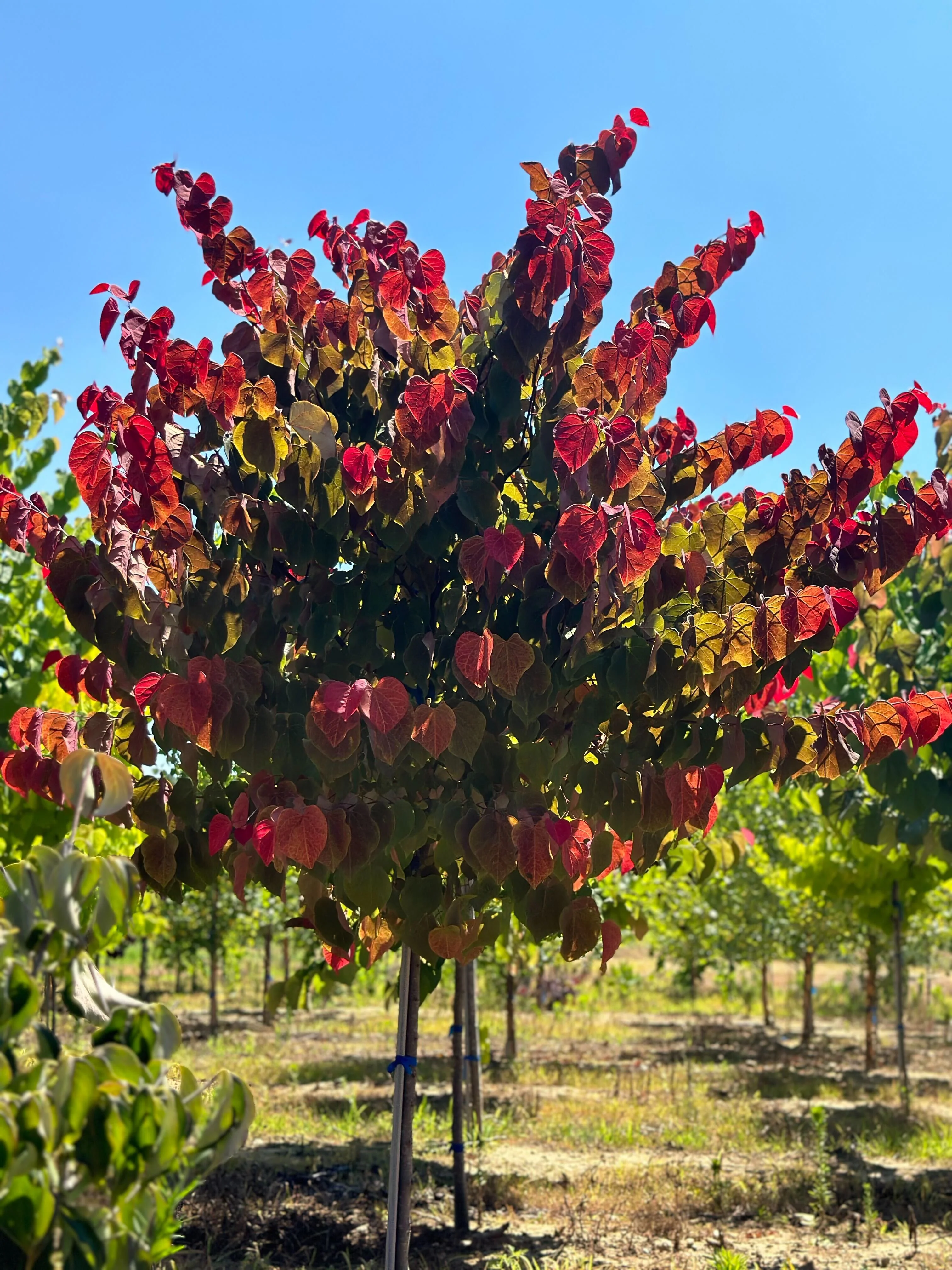Hearts A'Fire™ Redbud Tree 5 Hearts A'Fire™ Redbud Tree