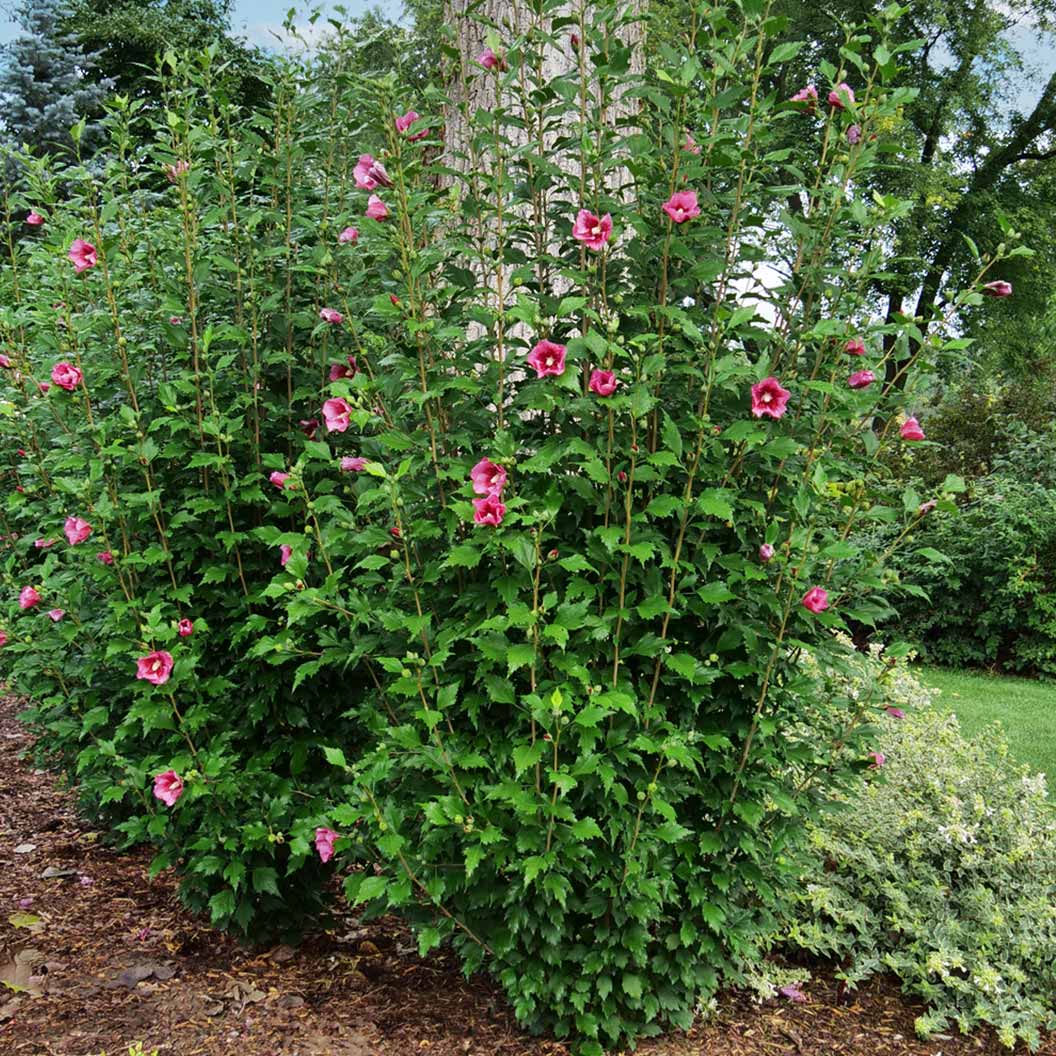 Proven Winners® Red Pillar® Rose of Sharon Althea Shrub