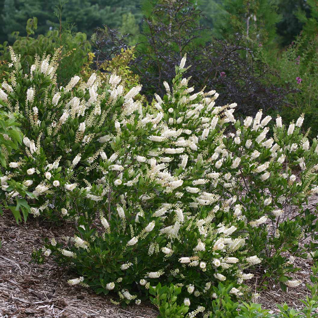 Proven Winners® Vanilla Spice® Summersweet Clethra Shrub