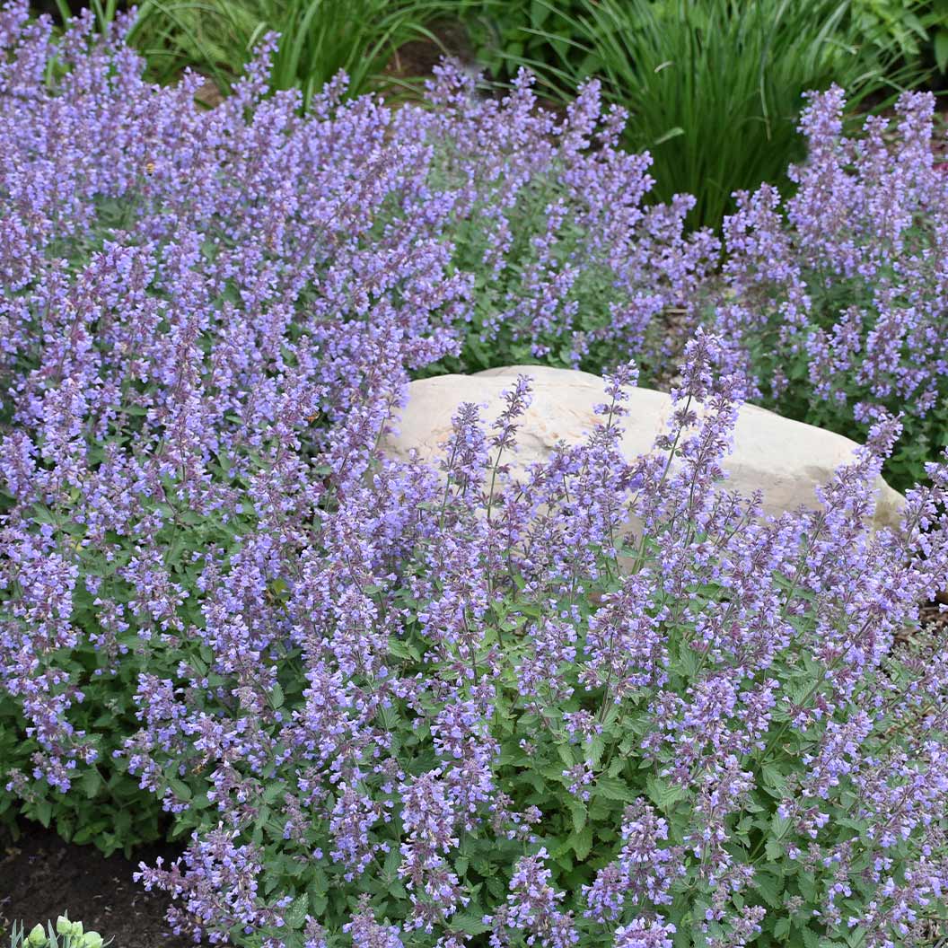 Proven Winners® Cat's Meow Nepeta Plant