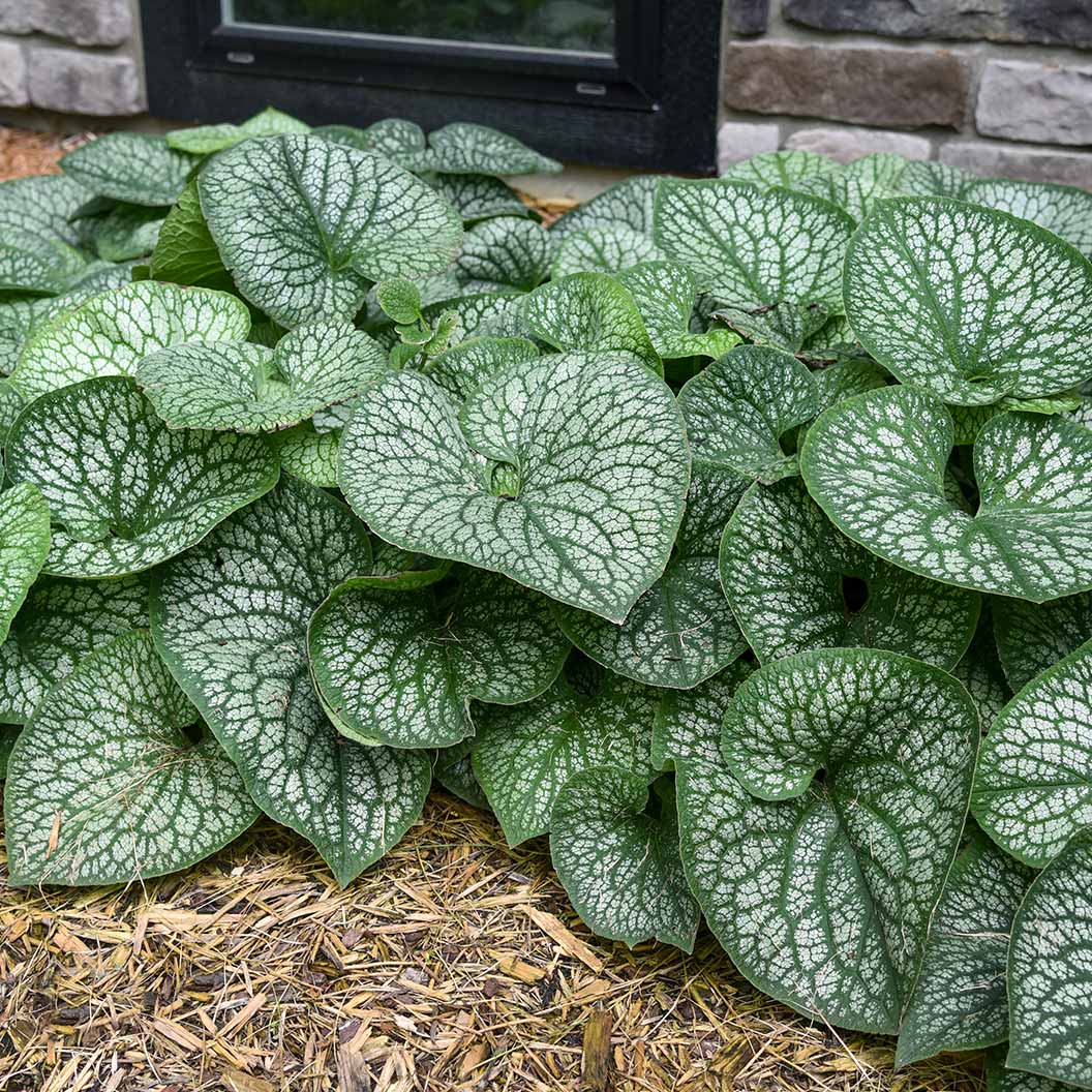 Proven Winners® Jack of Diamonds Brunnera Plant 2 Proven Winners® Jack of Diamonds Brunnera Plant