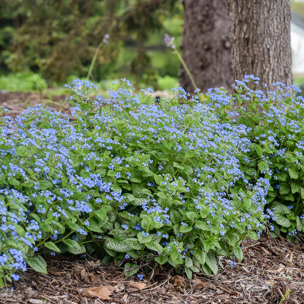 Proven Winners® Jack of Diamonds Brunnera Plant 3 Proven Winners® Jack of Diamonds Brunnera Plant