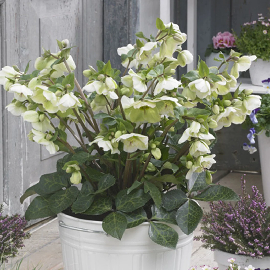 FrostKiss™ Molly's White® Hellebore Plant